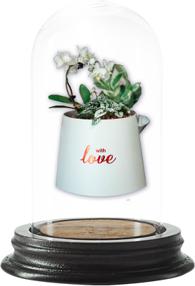 Plantes vertes - Brindille